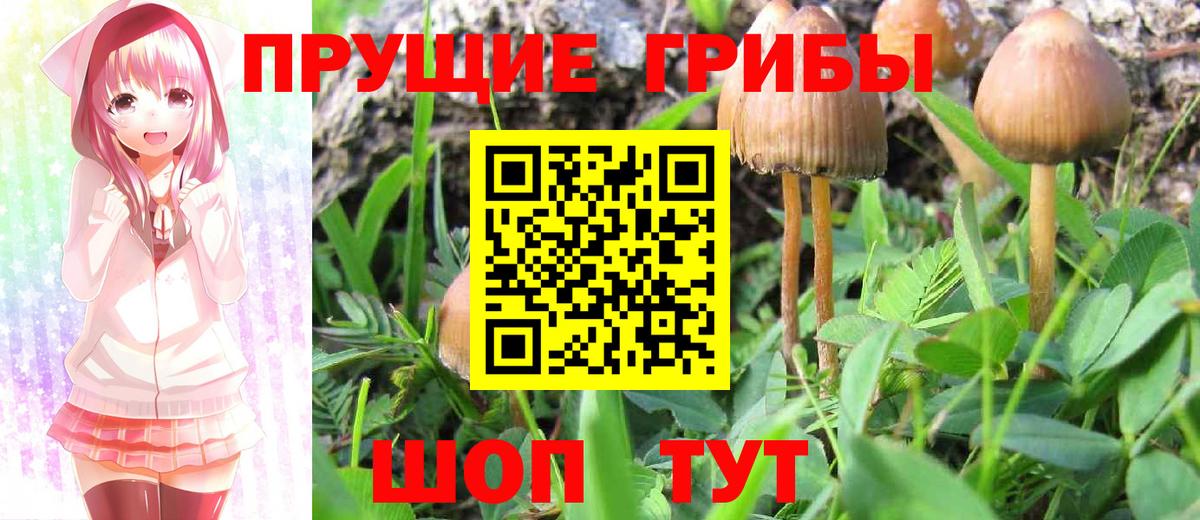 Галлюциногенные грибы Psilocybe Малгобек